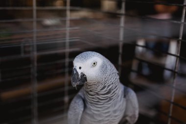 Güvercin kafes piyasada fotoğrafı kapatın.