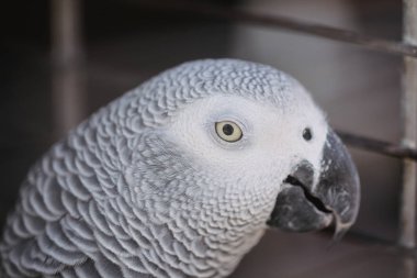 Güvercin kafes piyasada göz fotoğrafı kapatın.