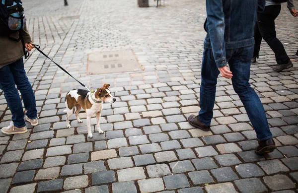 Hombre Pasea Con Perro Centro Ciudad Perro Solitario Con Hermosos —  Fotos de Stock