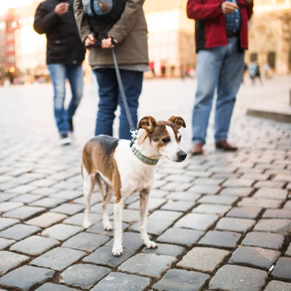 Ein Mann Geht Mit Einem Hund Der Innenstadt Spazieren Ein — Stockfoto