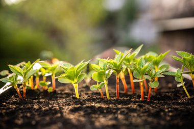 Ekoloji kavramı. Fide zengin topraktan büyüyor. Küçük derinlik-in tarla. Genç bitkiler içinde kreş plastik tepsi sebze çiftliğinde. Görünümü kapatın.