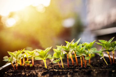 Ekoloji kavramı. Fide zengin topraktan büyüyor. Genç bitkiler içinde kreş plastik tepsi sebze çiftliğinde. Görünümü kapatın.