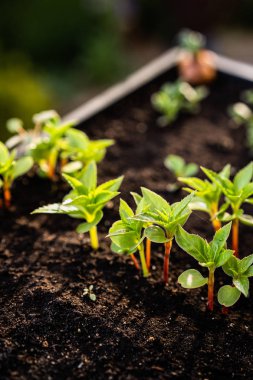 Ekoloji kavramı. Fide zengin topraktan büyüyor. Küçük derinlik-in tarla. Genç bitkiler içinde kreş plastik tepsi sebze çiftliğinde. Görünümü kapatın.