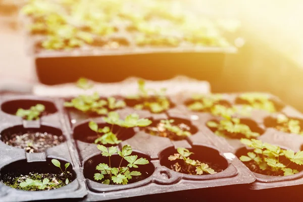 Conceito Ecologia Plântulas Estão Crescendo Partir Solo Rico Plantas Jovens — Fotografia de Stock