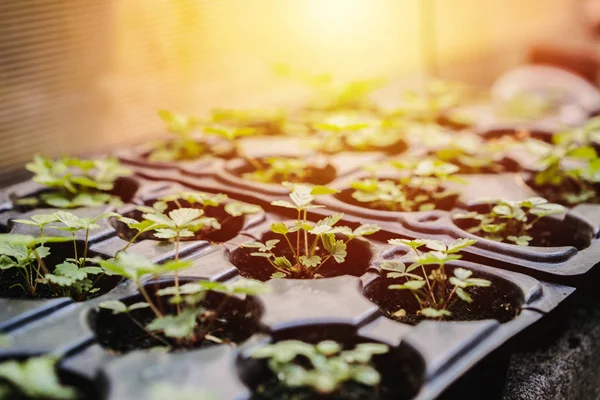 Conceito Ecologia Plântulas Estão Crescendo Partir Solo Rico Plantas Jovens — Fotografia de Stock