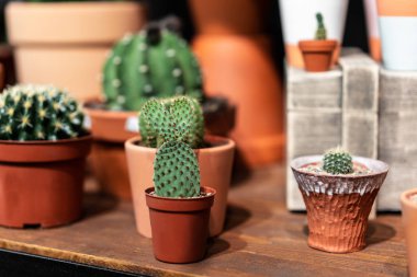 Görünümü ile çatı iç İskandinav tarzı bir kil tencerede yeşil etli seçici odak kadar kapatın.