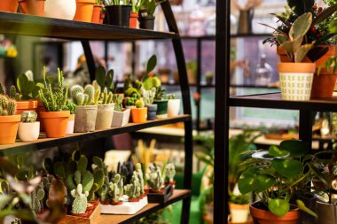 Çatı katı iç İskandinav tarzı bir kil tencerede yeşil etli