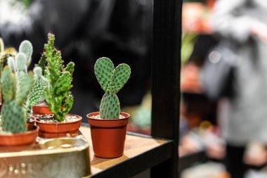 Çatı katı iç İskandinav tarzı bir kil tencerede yeşil etli görünümünü kapat