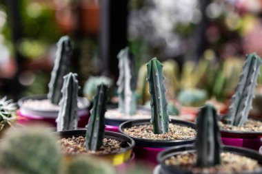 Görünümü ile çatı iç İskandinav tarzı bir kil tencerede yeşil etli seçici odak kadar kapatın