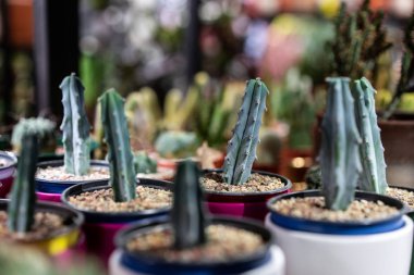 Görünümü ile çatı iç İskandinav tarzı bir kil tencerede yeşil etli seçici odak kadar kapatın