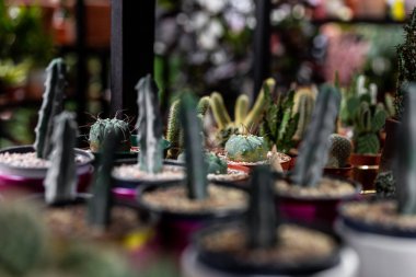 Görünümü ile çatı iç İskandinav tarzı bir kil tencerede yeşil etli seçici odak kadar kapatın