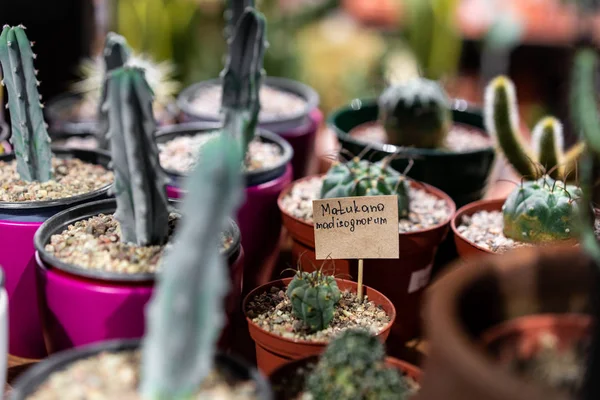 Fiyat çatı iç İskandinav tarzı ile toprak kap içinde yeşil etli