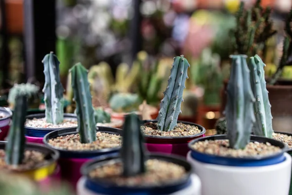 Görünümü ile çatı iç İskandinav tarzı bir kil tencerede yeşil etli seçici odak kadar kapatın