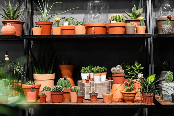 raf mağaza yeşil çatı iç İskandinav tarzı bir kil kaba etli kaktüsler ile