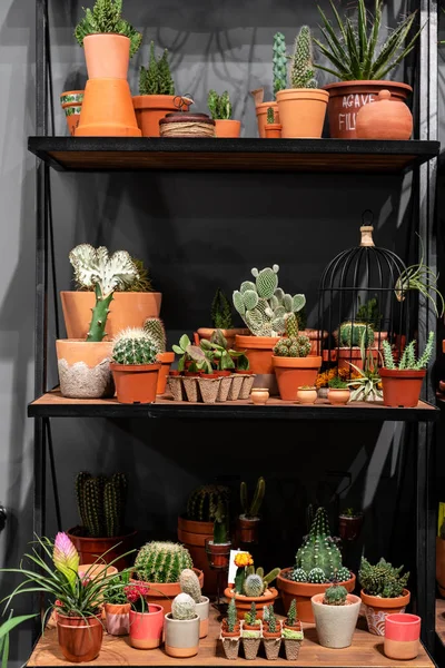 raf mağaza yeşil çatı iç İskandinav tarzı bir kil kaba etli kaktüsler ile