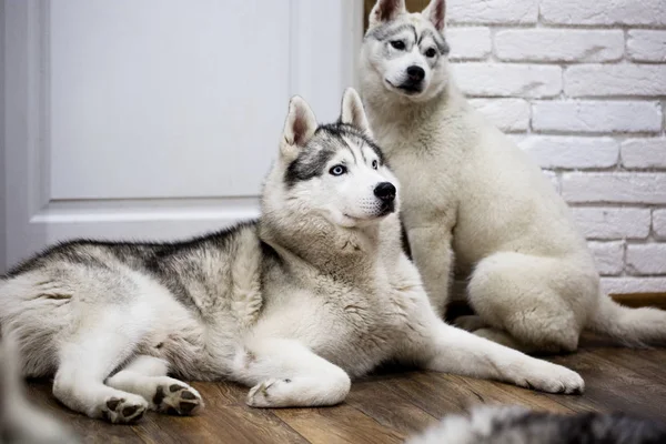 Casca Siberiana Casa Deitada Chão Estilo Vida Com Cão — Fotografia de Stock