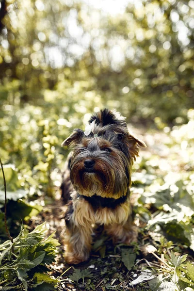 Yorkshire terrier. kleiner süßer Hund bei einem Spaziergang im Park. heller Hintergrund mit Bokeh — Stockfoto