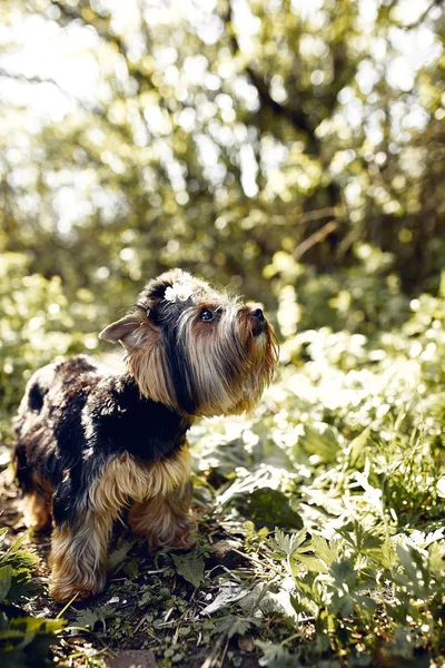 Yorkshire Terrier. Little cute dog on a walk in the park. Bright background with bokeh — Stock Photo, Image