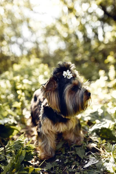 Yorkshire terrier. kleiner süßer Hund bei einem Spaziergang im Park. heller Hintergrund mit Bokeh — Stockfoto