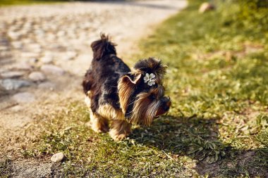 Yorkshire korkunç. Sokakta bir yolda küçük şirin köpek. Bokeh ile parlak arka plan