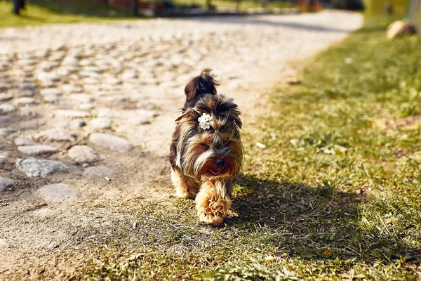 Yorkshire terrier. kleiner süßer Hund bei einem Spaziergang auf der Straße. heller Hintergrund mit Bokeh — Stockfoto
