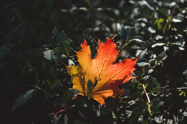 Röd-orange löv i solljus på bokeh bakgrund. Grön toning. Vackert höstlandskap med grönt gräs. Färgglada lövverk i parken. Fallande löv naturlig bakgrund — Stockfoto