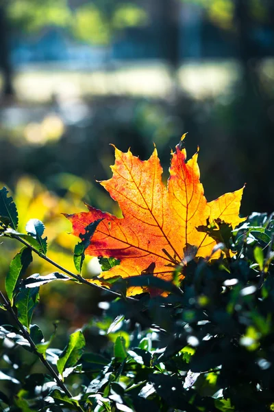 Foglia rosso-arancio alla luce del sole su sfondo bokeh. Bellissimo paesaggio autunnale con erba verde. Fogliame colorato nel parco. Foglie cadenti sfondo naturale — Foto Stock