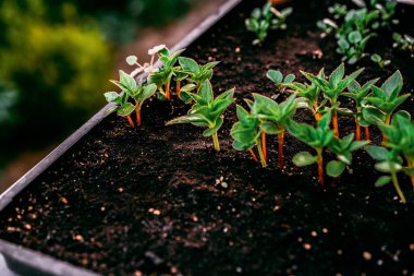 Ekoloji kavramı. Fide zengin topraktan büyüyor. Küçük derinlik-in tarla. Genç bitkiler içinde kreş plastik tepsi sebze çiftliğinde. Görünümü kapatın