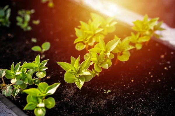 Conceito de ecologia. As plântulas estão crescendo a partir do solo rico. As plantas jovens na bandeja plástica de quarto de crianças na fazenda vegetal. Vista de perto e copyspace com luz solar flamejante ou texto e design — Fotografia de Stock