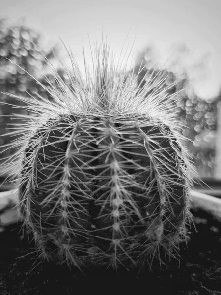 Black White Image Cactus Redutia Vsriety Close — Stock Photo, Image