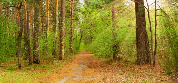 Panorama Floresta Primavera Com Estrada Indo Para Distância Raios Solares — Fotografia de Stock