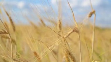 Altın dikenler buğday tarlasına yakın.