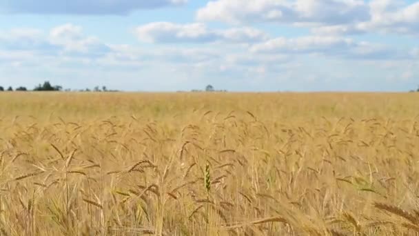 Öron Gyllene Vete Viftade Vinden Fältet — Stockvideo