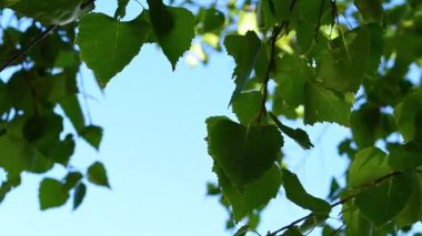Huş yaprağı rüzgarda savruluyor.