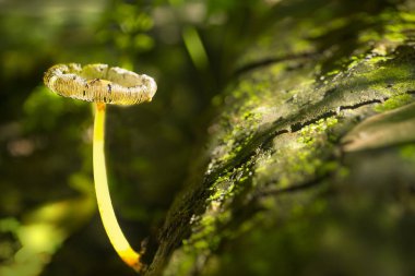 A luminous fungus grows from a log covered with moss in a dark forest clipart