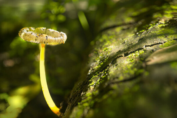 A luminous fungus grows from a log covered with moss in a dark forest