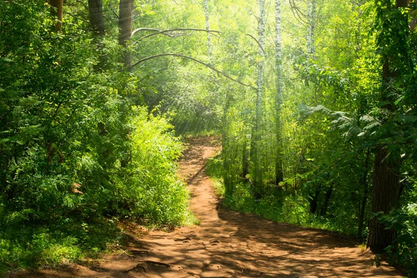 Caminho Floresta Que Vai Para Baixo Raios Brilhantes Sol Iluminando — Fotografia de Stock