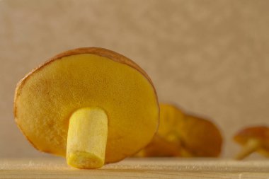 Sarı mantar bir ışık panosunun üzerinde duruyor. Bir mantarın makro fotoğrafı