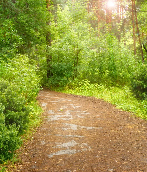 Caminho Floresta Com Sol Brilhante Brilhando Através Das Árvores — Fotografia de Stock