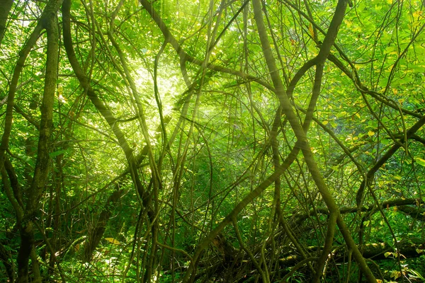 Parlak güneşli yaprak döken ağaçlardan oluşan pitoresk bir orman.