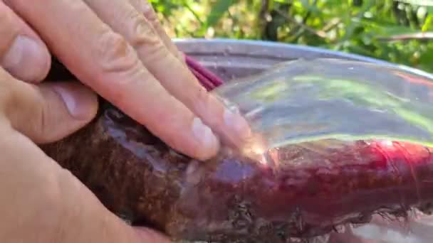 Man Washes Beets Water Pressure Glare Sun Rays Reflected Water — Stock Video