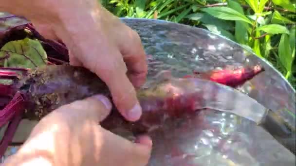 Muž Umývá Řepu Umyvadle Sluneční Paprsky Krásně Odrážejí Vodě — Stock video