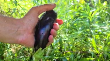 Bir adam olgun bir patlıcanı baharda yıkıyor.