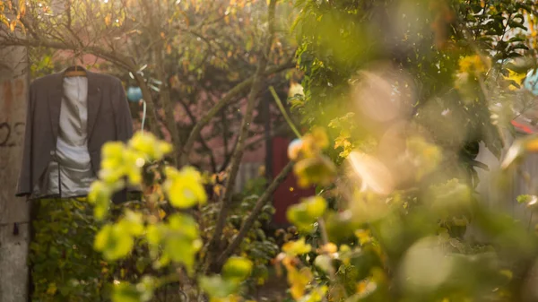 Erkek ceketi ağaçta asılı güneşli bir havada