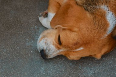Yavru köpek çimento zeminde uyuyor.