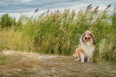 Güzel köpek doğurmak kömür ocağı.  