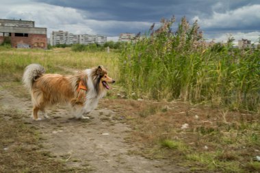 Güzel köpek doğurmak kömür ocağı.  