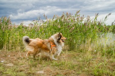 Güzel köpek doğurmak kömür ocağı.  