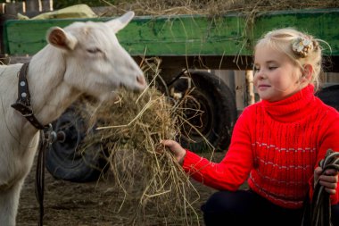Bir keçi, bakım hayvanlar için yardımcı olur ile bir ahır, küçük bir güzel kız yürüyor.