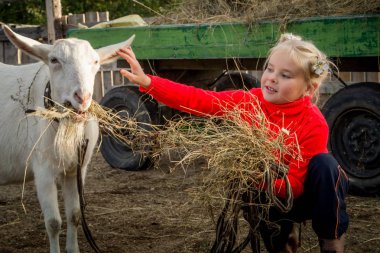 Bir keçi, bakım hayvanlar için yardımcı olur ile bir ahır, küçük bir güzel kız yürüyor.